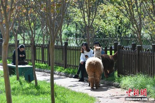 在本月21日，一只羊驼就趁人不备越过围栏“越狱”，后被饲养员带回。