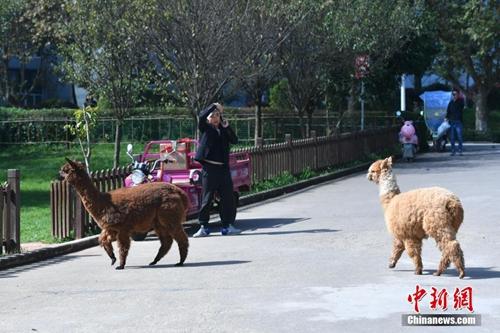 羊驼在校园道路上散步。