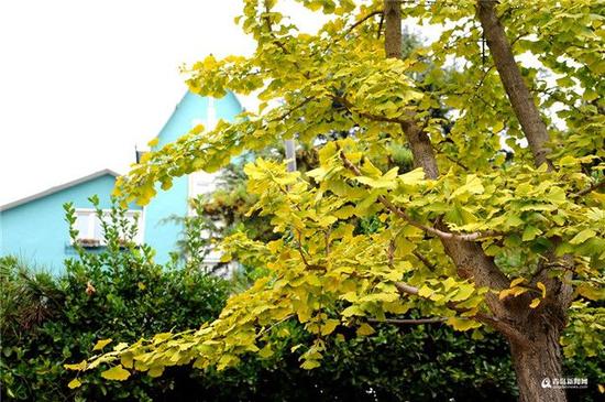 秋游青岛，最美银杏路千万不要错过。