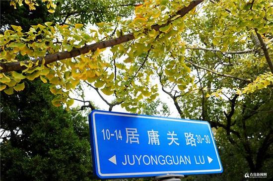 作为八大关里银杏树最集中的一条街道，居庸关路的秋天人气极高，老楼、老树、新人，是这里显著的标签。