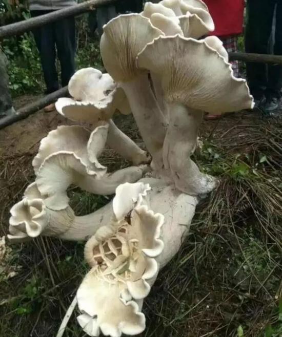 这一巨无霸蘑菇的发现者，是个八十多岁的老大爷。