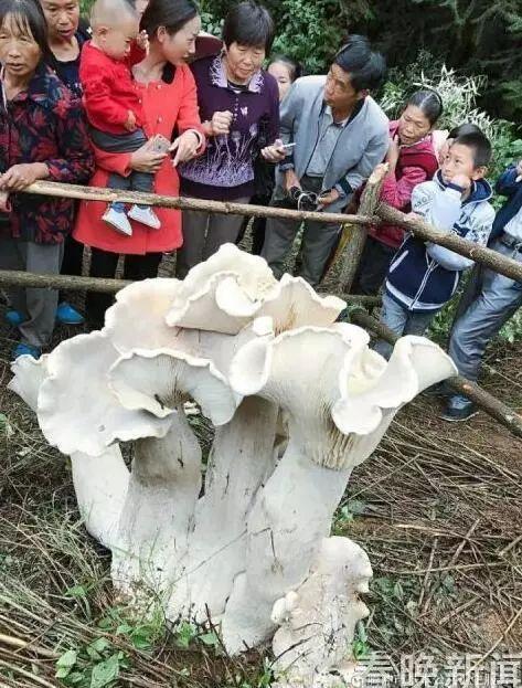 看了专家的话,不知道大家抓到的重点是啥?