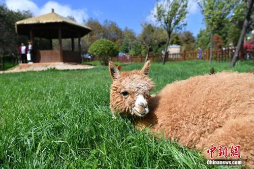 今年6月，云南工商学院引进三只羊驼饲养，现已成为“宠物网红”吸引关注。10月25日，羊驼在学校为其打造的自然公园内休息。
