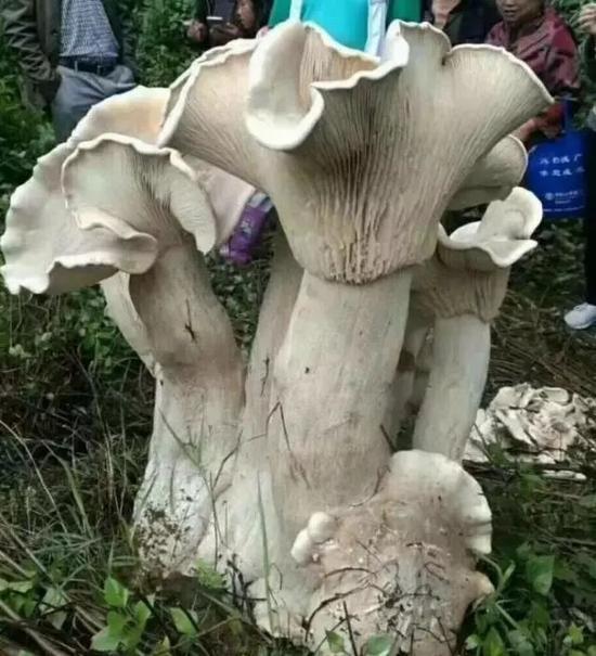来的人越来越多,越来越多,这可怎么招架得住啊?卫生越来越难搞,小小的田地也容纳不下啊...