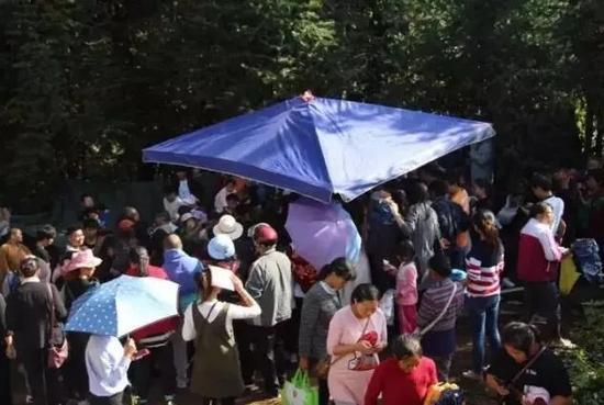 腾冲这个巨型蘑菇并没有传言中那么神奇,它学名叫做巨大口蘑,其实就是大家平时吃的“金福菇",目前已经能人工栽培。