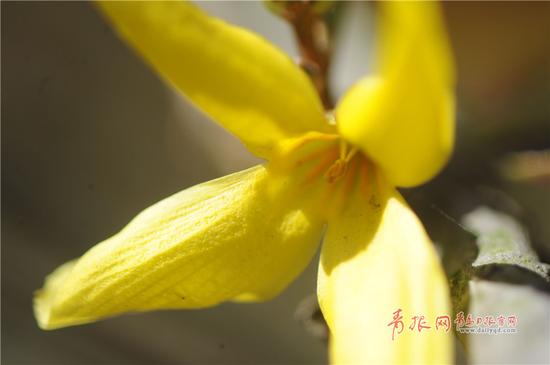 2017年10月29日，青岛市中山公园，连翘反季开花“逆袭”春光，成为一道独特的风景。