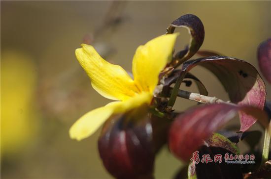 2017年10月29日，青岛市中山公园，连翘反季开花“逆袭”春光，成为一道独特的风景。