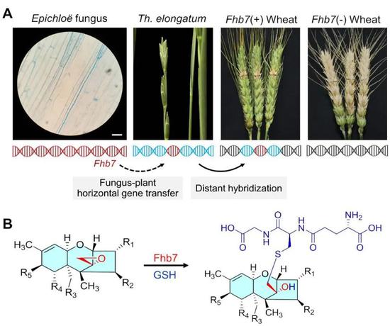 Fhb7的跨物种转移和抗赤霉病分子机理