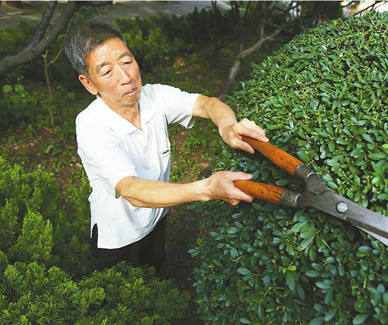 30日,劉勝林在修剪樹木。 記者劉玉樂 攝