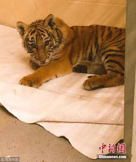 资料图:小老虎。 图片来源:视觉中国
