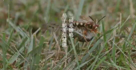 三候寒蟬鳴,