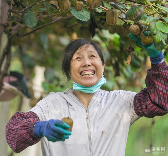 邹平市黛溪街道马庄村党支部领办的桃花源林果种植专业合作社社员在采摘猕猴桃，准备统一销售。该合作社流转了农户200多亩地，建设了猕猴桃种植园。