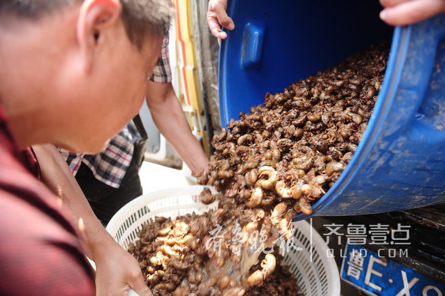 金蝉上市高峰期，每天上万斤蝉虫在阳信市场销售。