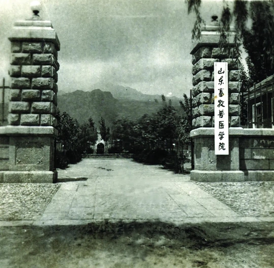 ▲1958年,山东畜牧兽医学院建校时的校门