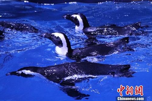 資料圖:企鵝。中新社發 賴通 攝