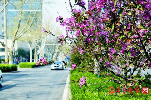 历山路变身海棠大道,正应了李清照的“绿肥红瘦”。 本报记者 刘飞跃 摄