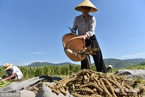 谷子成熟