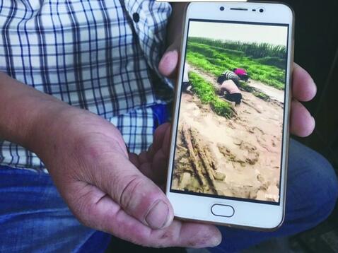 网传视频中，种植户跪在暴雨后的地里挖山药