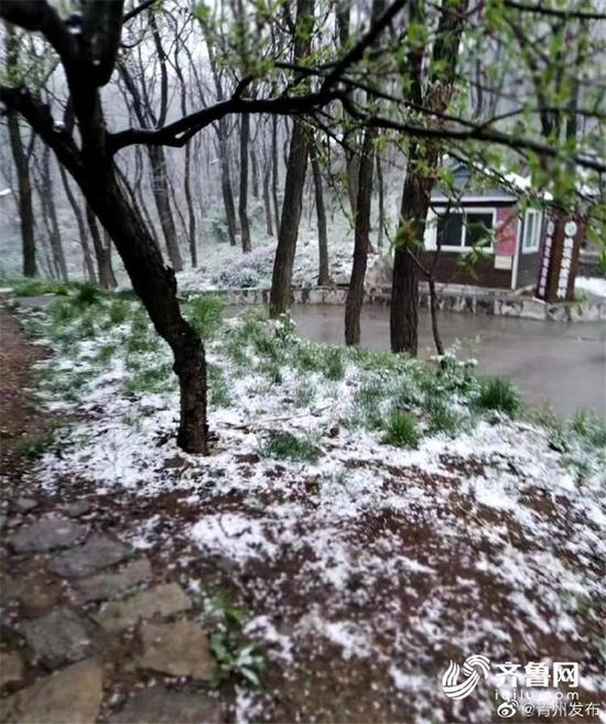 青州仰天山景区迎来“春雪”（图片，@青州发布）