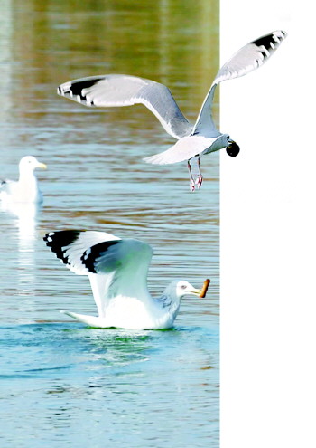 大明湖居然飞来了海鸥。园区供图