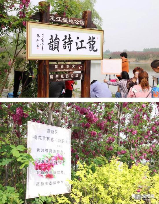 高新区槐花节
