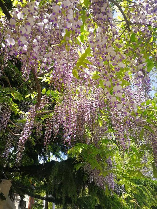 老舍公园附近盛开的紫藤花。(记者 王国钰 摄)