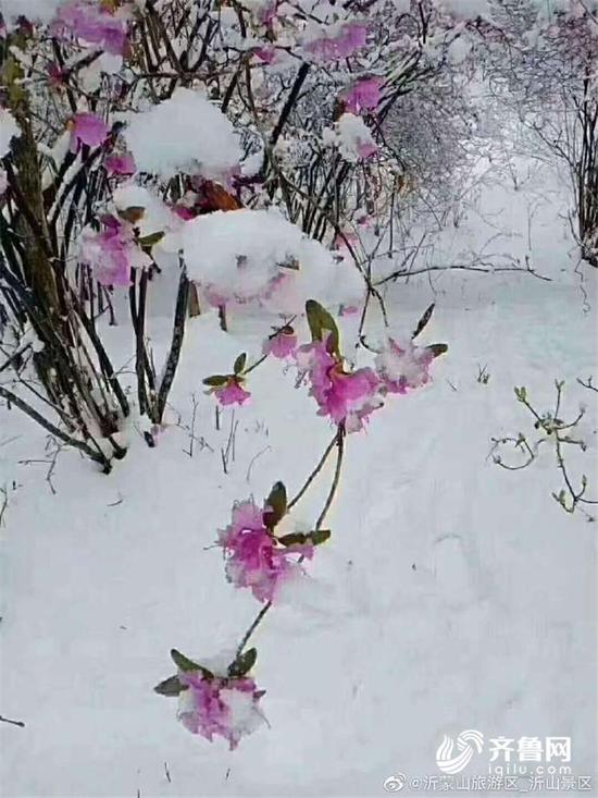 临朐沂山风景区迎来降雪（图片，@沂蒙山旅游区-沂山景区）