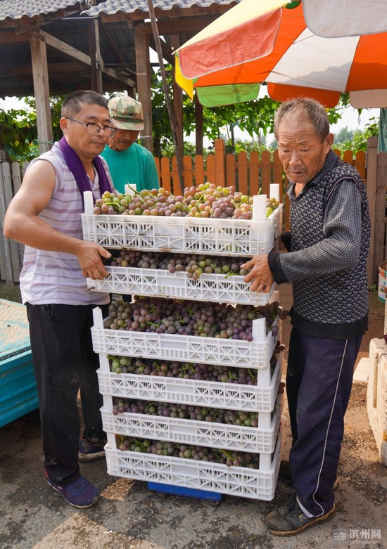 邹平市高新街道小菓村党支部领办的润生葡萄种植专业合作社社员把采摘的葡萄过称，合作社统一收购销售。