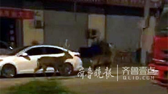 两只鹿“逛街”撞倒行驶中的摩托车