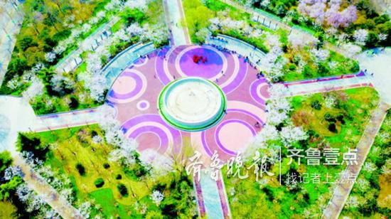 大明湖北側的濱湖廣場,櫻花盛開,如同花海。 齊魯晚報·齊魯壹點記者 王媛 攝