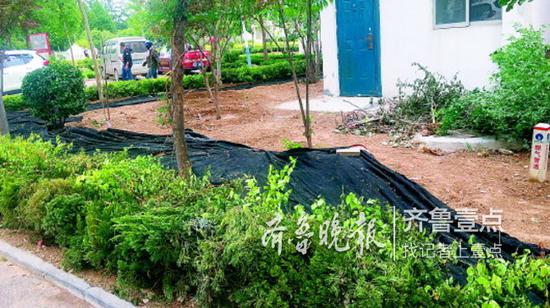 居民窗前部分綠植被鏟除,但這里不安充電樁,充電樁將移至樓的東北角。
