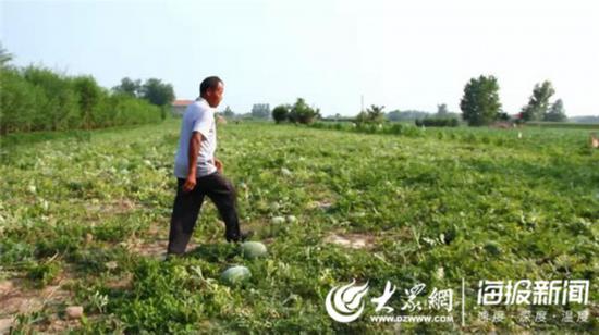 发酵后的有机肥施用在西瓜地