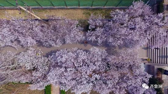 4月:海棠、桃花、丁香