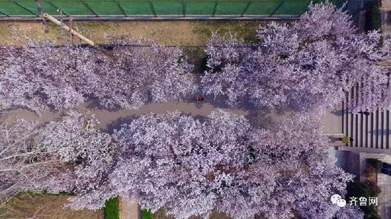 4月：海棠、桃花、丁香