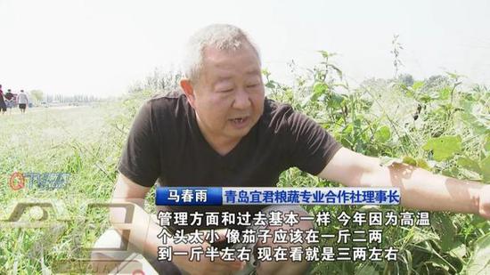 大蔥提前出售 部分種植戶找不到買家