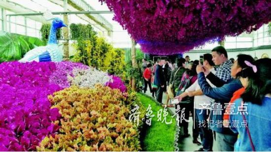 花博會蘭花隧道內人氣最高。 齊魯晚報·齊魯壹點記者 于悅 攝