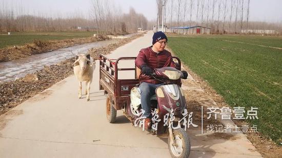 用摩托三轮车遛羊,村民已习以为常。