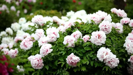 图片来源：网信菏泽