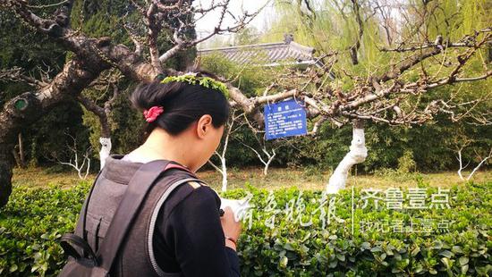 百花公園內(nèi),一位女性游客面對(duì)著碧桃樹(shù)牌,不時(shí)做著筆記。記者 張淑芬攝