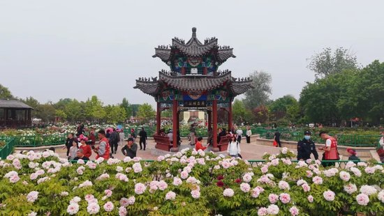 ▲4月10日，市民和游客在菏泽曹州牡丹园赏花拍照。图/菏泽市委宣传部