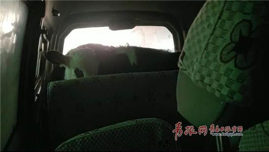 ▲車廂塞活牛。