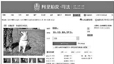 柴犬“登登”被司法拍賣引關注