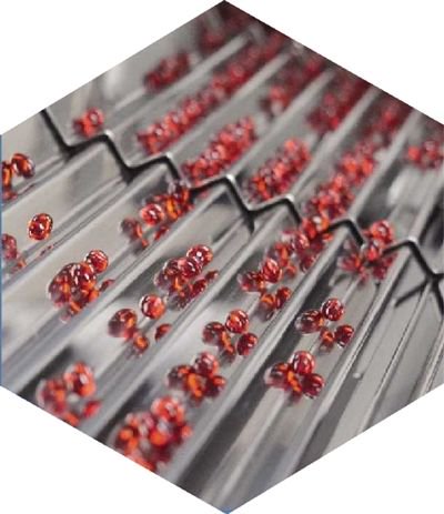 逢时科技全自动高速磷虾油粒子生产线