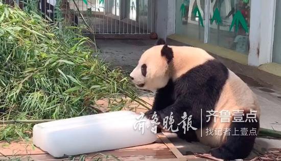 (齊魯晚報·齊魯壹點(diǎn)記者 王媛/攝)