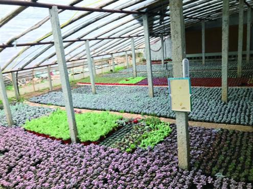 青州多肉植物存养量逾5亿株,是国内最大的多肉种植基地