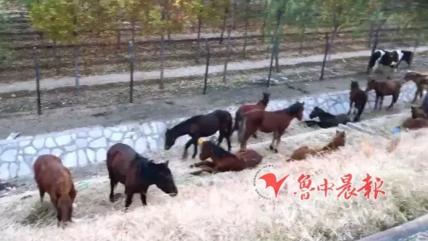 這群馬把高速路邊當(dāng)成遛馬場,