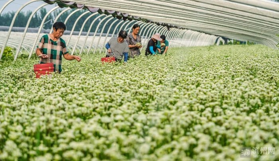 邹平市明集镇牛家村党支部领办的明韭蔬菜种植专业合作社社员在蔬菜基地采摘韭花。该合作社蔬菜基地有38个韭菜大棚,入社的21个农户2021年共分红100317.8元。