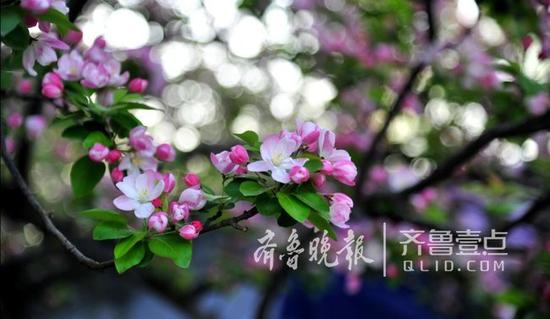 推荐赏花点1:平阴县榆山街道胡庄村圣母山海棠节