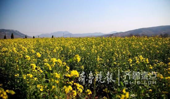 推荐赏花点1:长清区双泉镇段店、东坦、西坦万亩油菜花基地