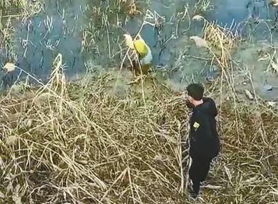 初中生向落水者施救 視頻截圖